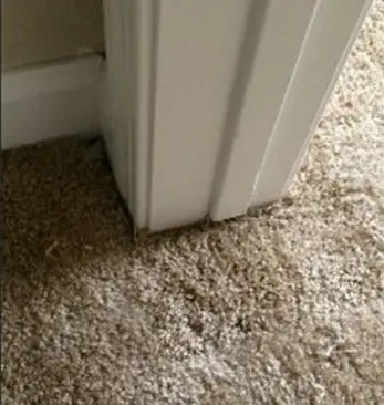 Repaired textured beige carpet neatly tucked along a white doorway frame after professional carpet pet damage repair.