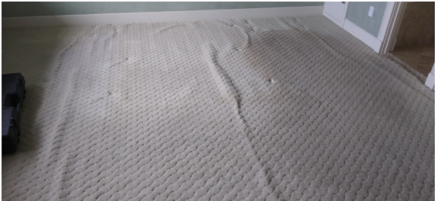 Wrinkled carpet before professional power stretching.
